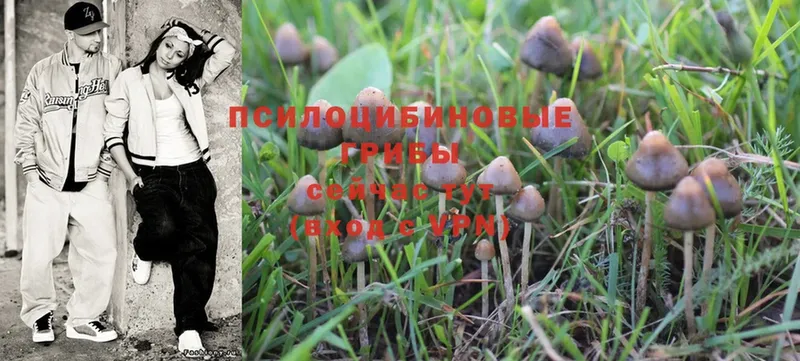 купить наркоту  OMG рабочий сайт  Псилоцибиновые грибы MAGIC MUSHROOMS  Сельцо 